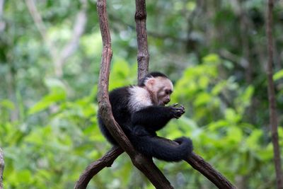 Monkey on tree in forest