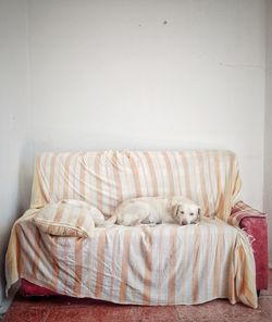 Dog relaxing on sofa 