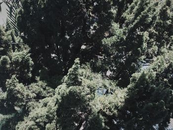 High angle view of tree in forest