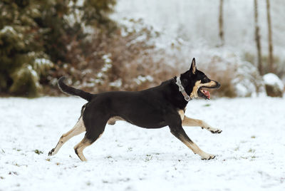 Dog on snowy field