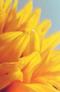 Macro shot of yellow flower pollen