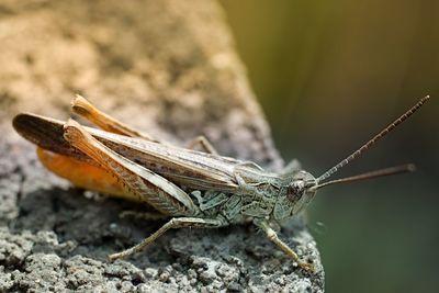 Close-up of insect on rock