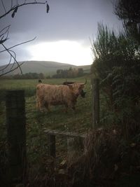 Sheep on field against sky