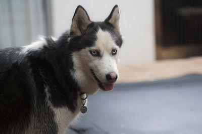 Close-up portrait of dog