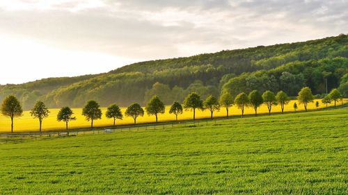Scenic view of grassy field against sky