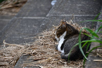 Cat sitting on a land