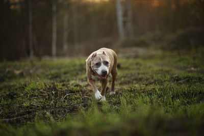 Dog running in a field