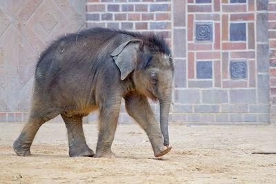 Elephant standing against wall in zoo