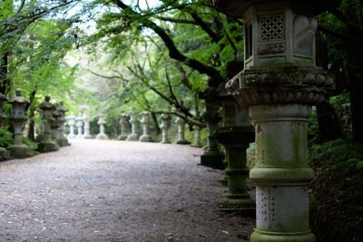 Walkway amidst trees