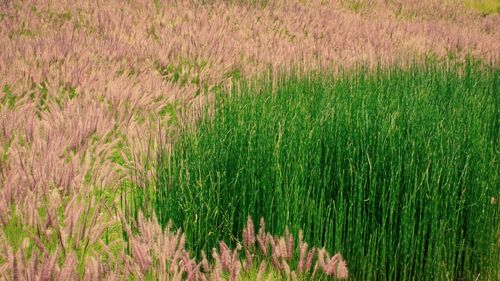 Full frame shot of crops growing on field