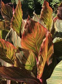 Low angle view of multi colored leaves on field