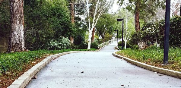 Road amidst trees in forest