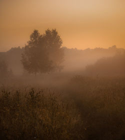 Trees on field against sky during sunset