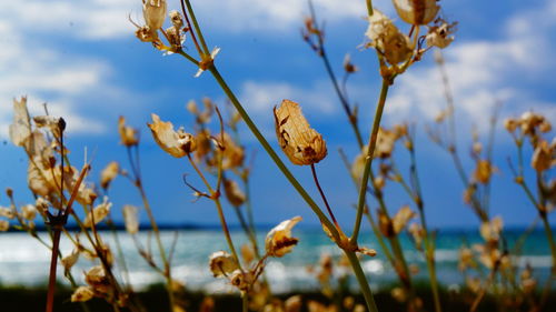 Close-up of flowers growing in field against cloudy sky