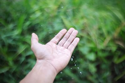 Cropped hand of woman touching plant