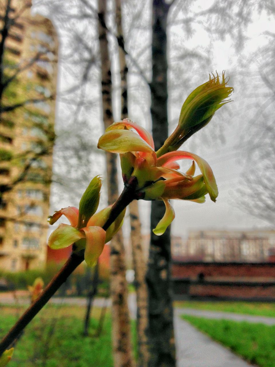 CLOSE-UP OF FLOWERS IN GARDEN