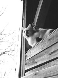 Close-up of cat sitting on window