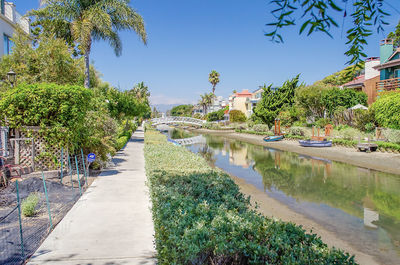 Plants growing by canal against clear blue sky