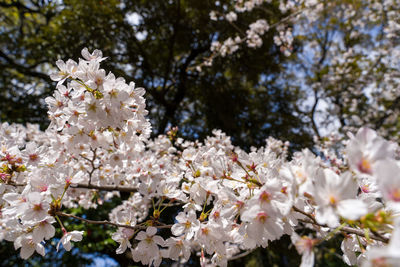 Low angle view of cherry blossom tree