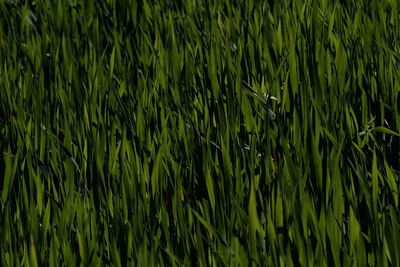 Full frame shot of grass