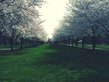 Footpath amidst trees in park