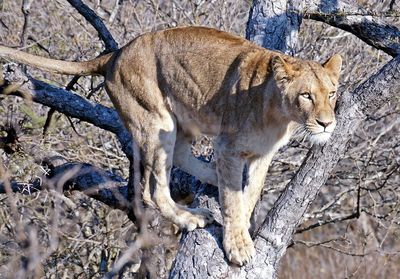 Lioness on tree