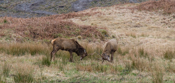 Deer on grassy field