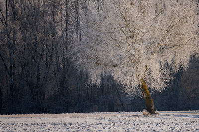 Trees on snow covered field in forest