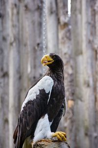 Close-up of bird perching on a leaf