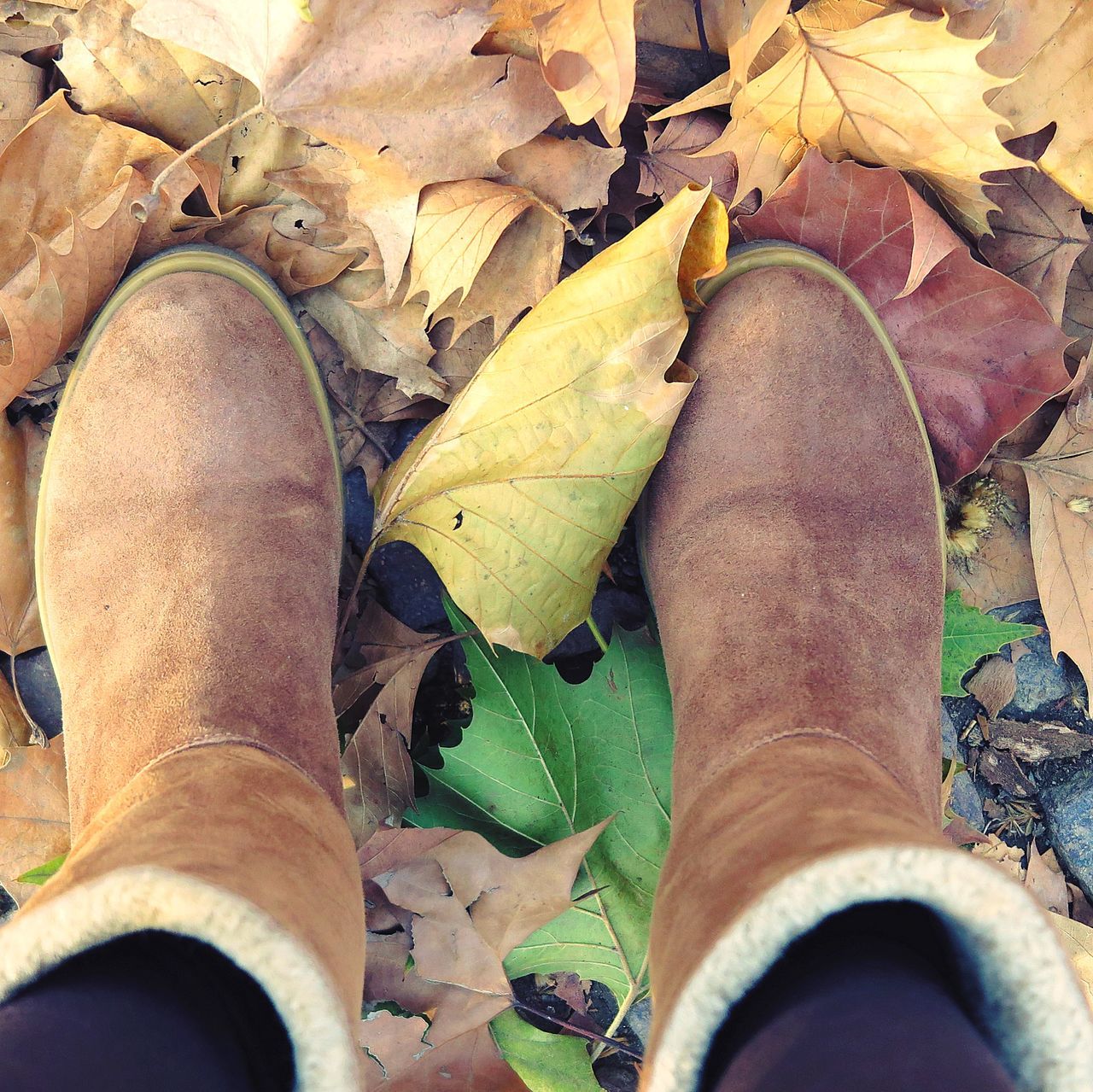 leaf, plant part, low section, human leg, personal perspective, autumn, shoe, one person, nature, tree, leaves, human limb, limb, high angle view, dry, day, lifestyles, footwear, adult, human foot, outdoors, plant, spring, boot, directly above, men, leisure activity, standing, flower, close-up, falling