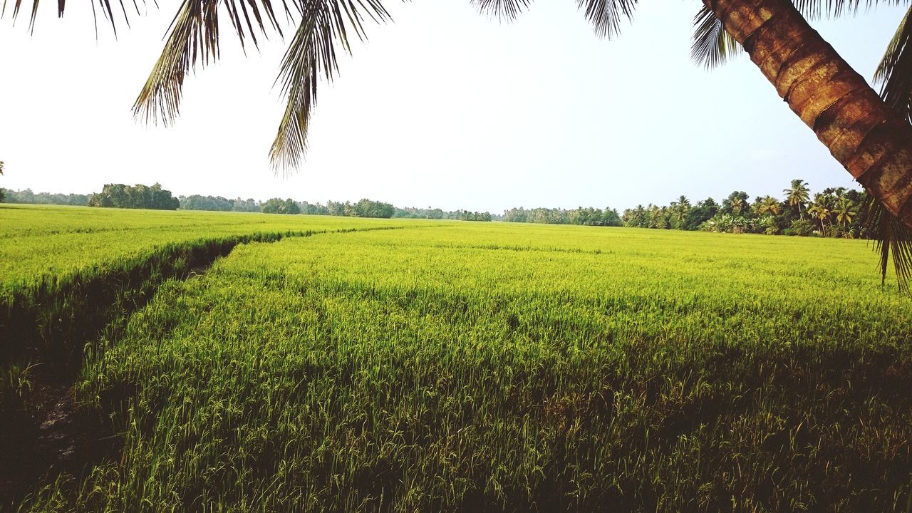 agriculture, tree, field, growth, farm, crop, landscape, nature, green color, rural scene, scenics, tranquil scene, beauty in nature, tranquility, no people, day, clear sky, outdoors, palm tree, rice paddy, sky