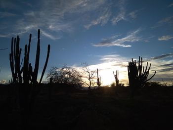 Silhouette cactus plants on field against sky during sunset
