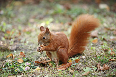 Young eurasian red squirrel on the ground