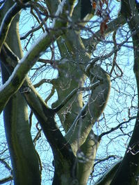 Low angle view of bare tree against clear sky