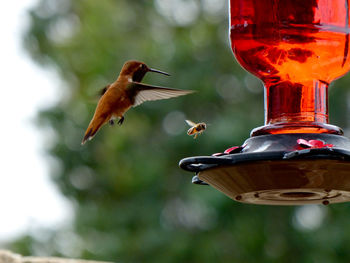 Close-up of bird and bee flying by feeder