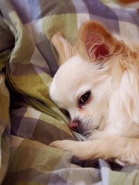 Dog resting on ground