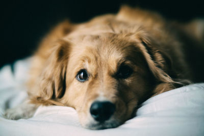 Close-up portrait of dog