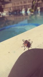 Close-up of insect on sand