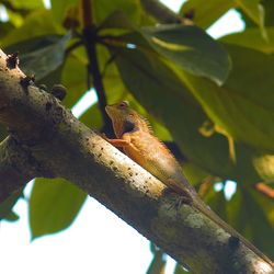 Low angle view of bird perching on tree