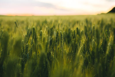 Crops growing on field