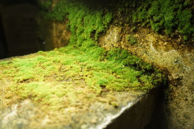 Close-up of moss growing on rock