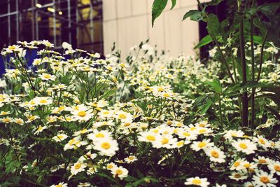 Close-up of yellow flowering plants on field