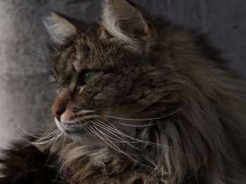 Close-up of a cat looking away