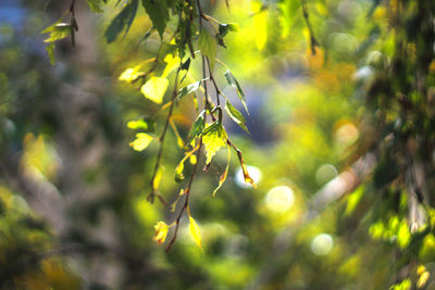 Close-up of leaves on tree