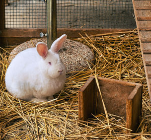 Close-up of sheep