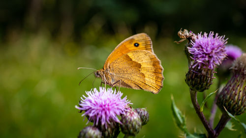 Close-up of butterfly pollinating on purple flower