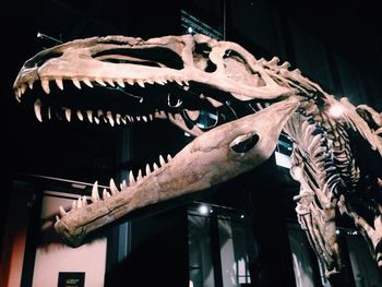 View of animal skull