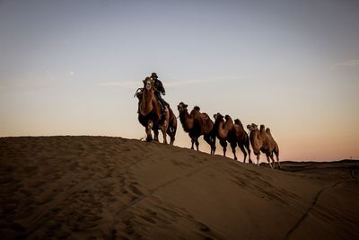 Horses on sand at desert against sky during sunset