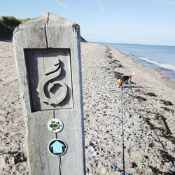 Close-up of snake on sea against sky