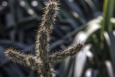 Close-up of succulent plant